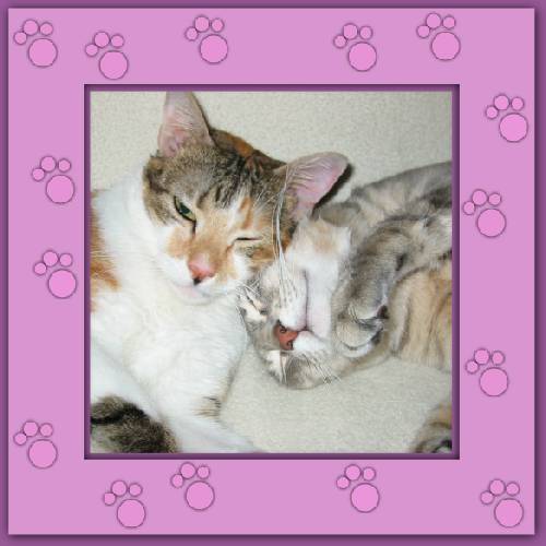 Virginia& Whiskas