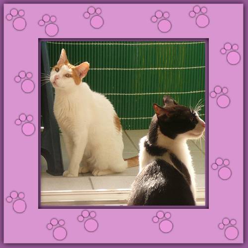 Wito & Luciero
