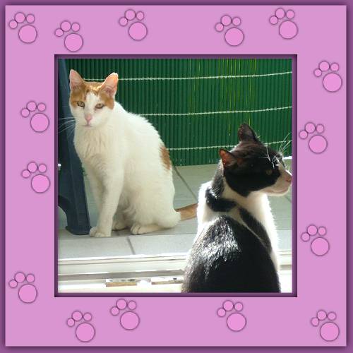 Wito & Luciero