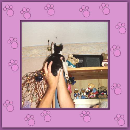 Gismo