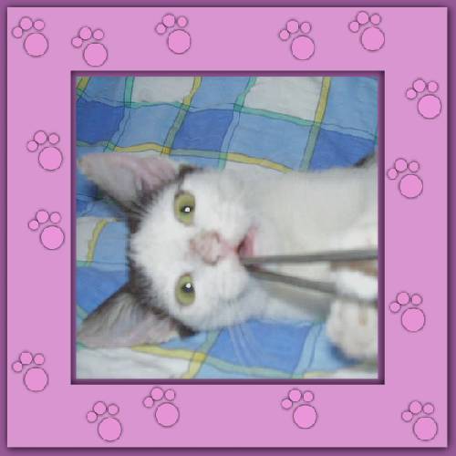 Gismo