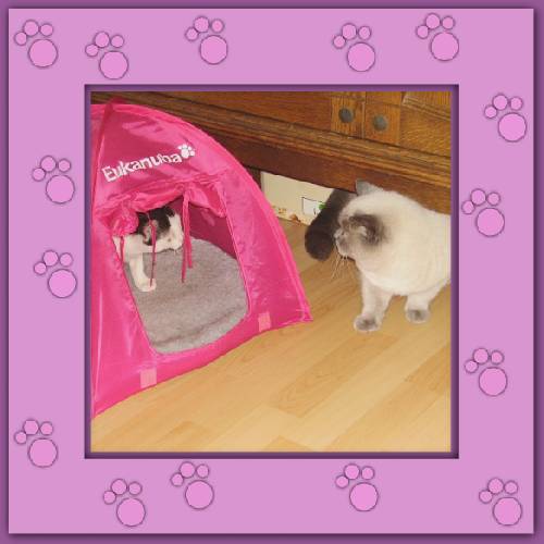 Gismo