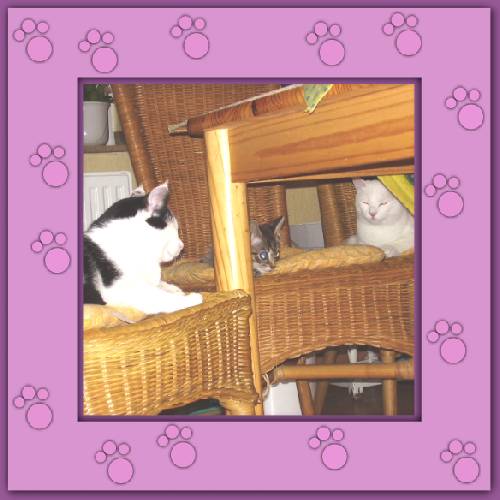Yuki & Gismo mit Pflegkind Samson