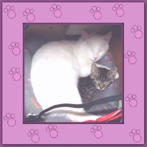 Yuki mit Pflegkind Samson