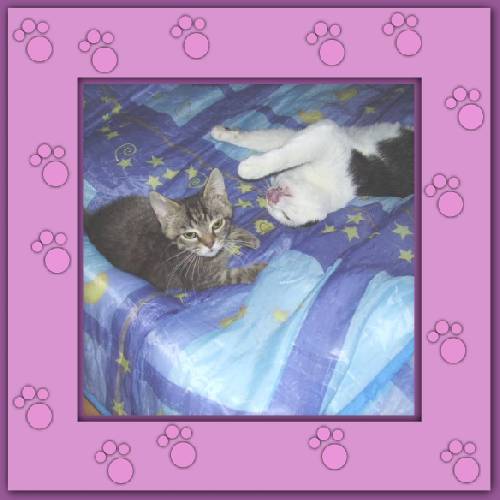 Gismo mit Pflegkind Samson