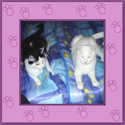 Yuki & Gismo