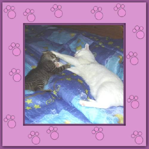 Yuki mit Pflegekind Samson