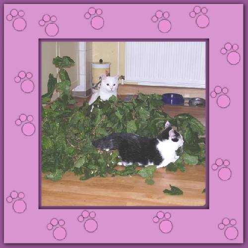 Yuki & Gismo