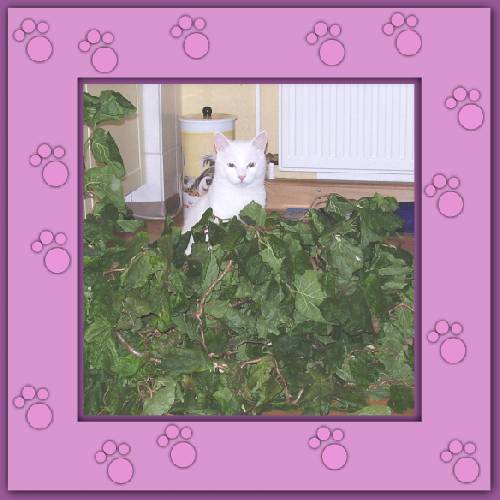 Yuki