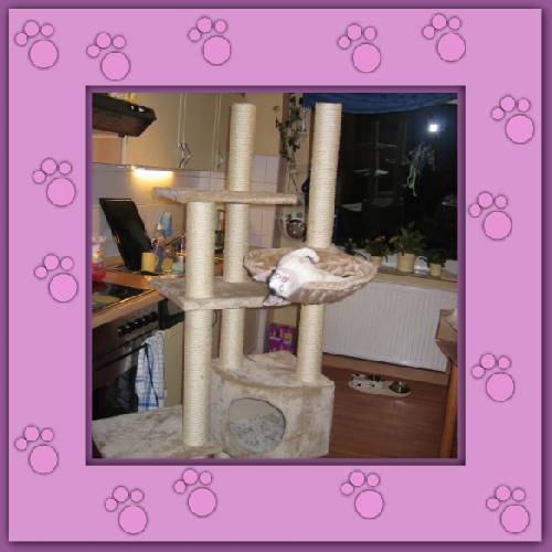 Gismo