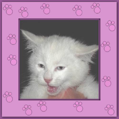 Yuki