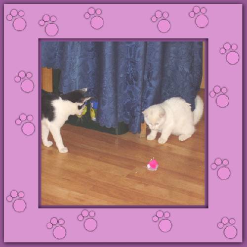 Yuki & Gismo
