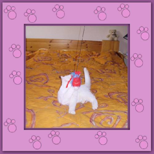 Yuki