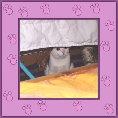 Gismo
