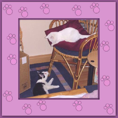 Yuki & Gismo