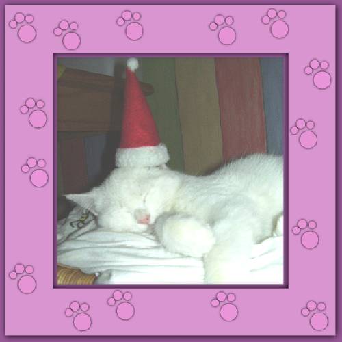 Yuki 