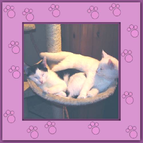 Yuki & Gismo