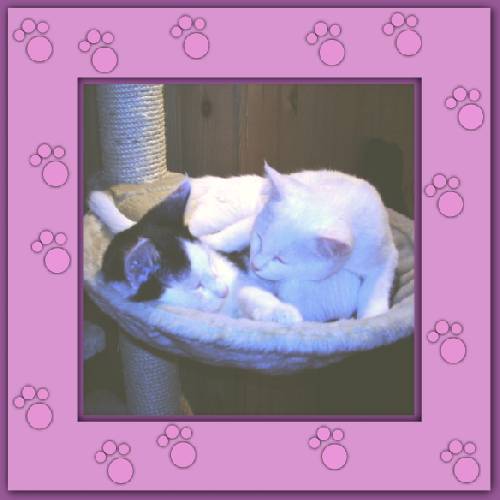 Yuki & Gismo