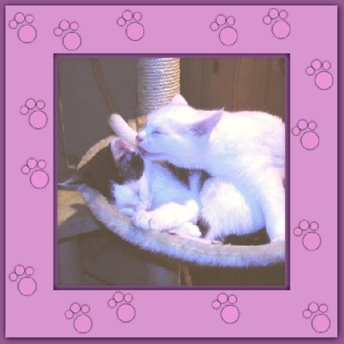 Yuki & Gismo