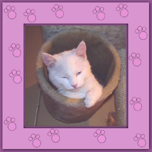 Yuki 