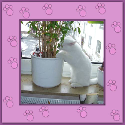 Yuki 