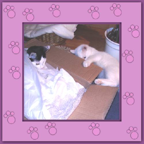 Yuki & Gismo