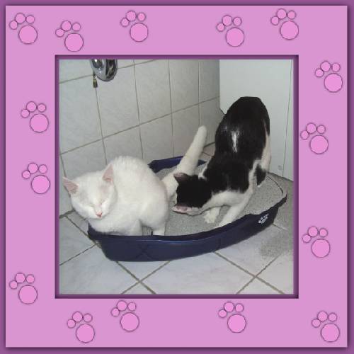Yuki & Gismo