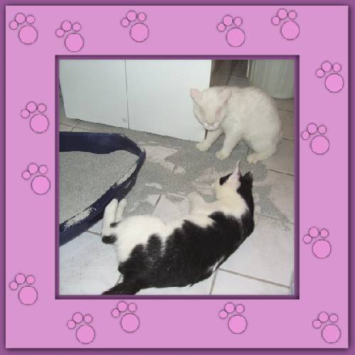 Yuki & Gismo