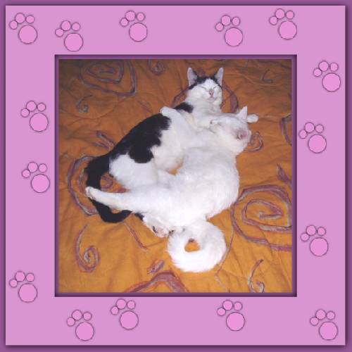 Yuki & Gismo