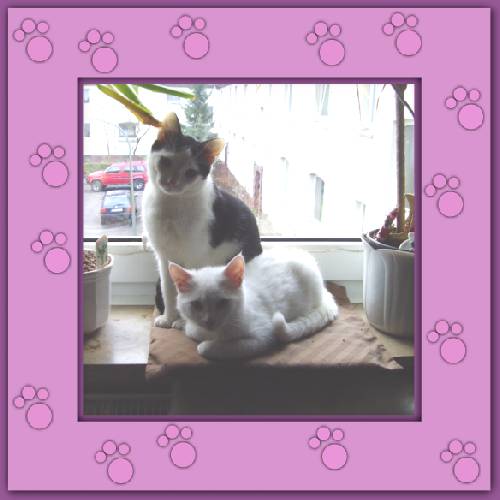Yuki & Gismo