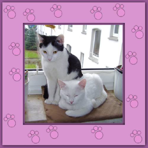 Yuki & Gismo