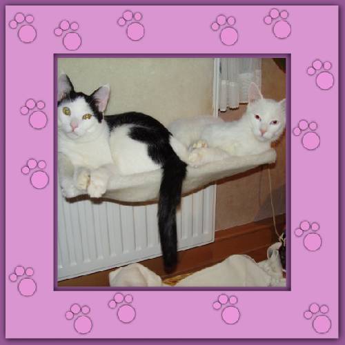 Yuki & Gismo