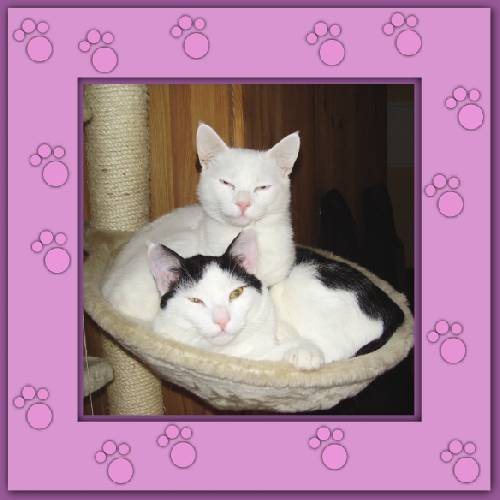 Yuki & Gismo