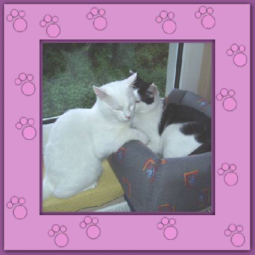Yuki & Gismo