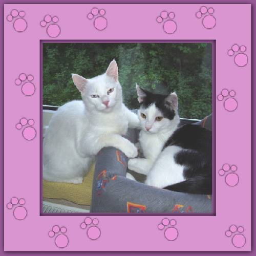 Yuki & Gismo