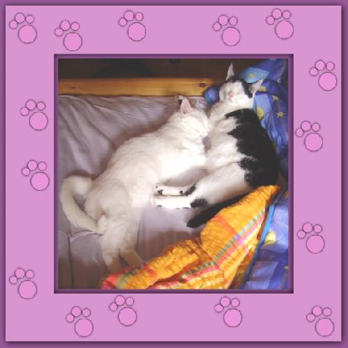 Yuki & Gismo