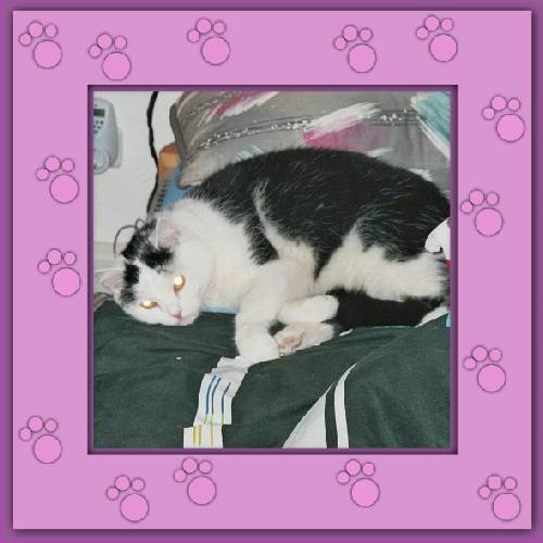 Willi