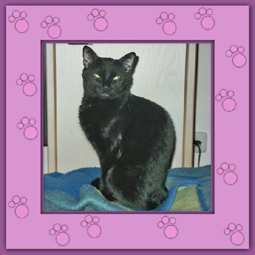 Estrella