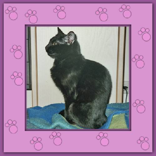 Estrella