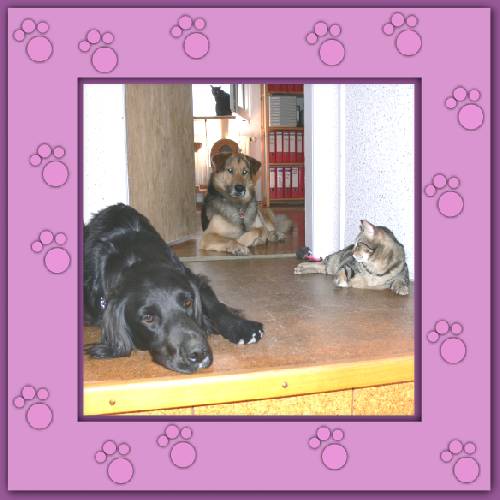 Leonzo, Loki & Osito