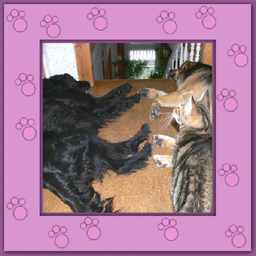 Leonzo, Osito & Loki
