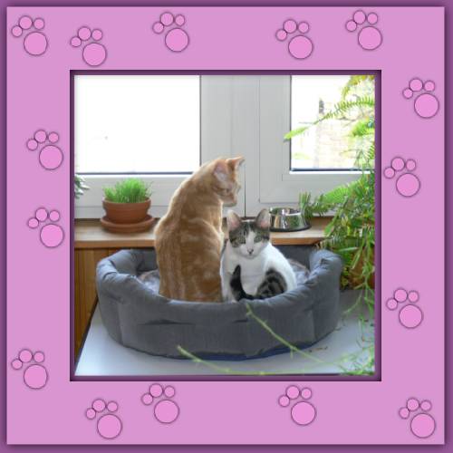 Rubita & Palino