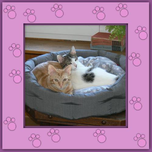 Rubita & Palino