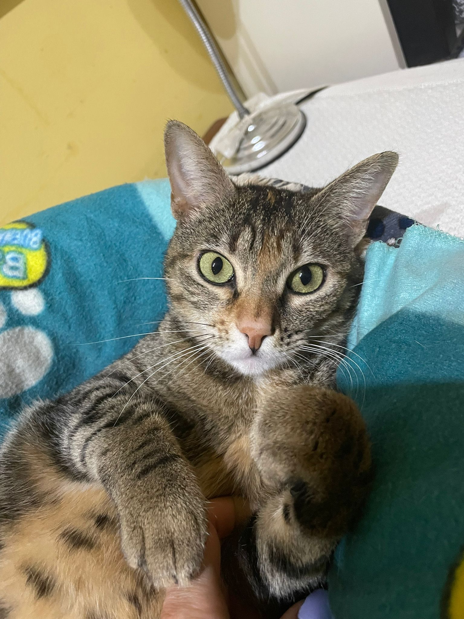 Bernarda