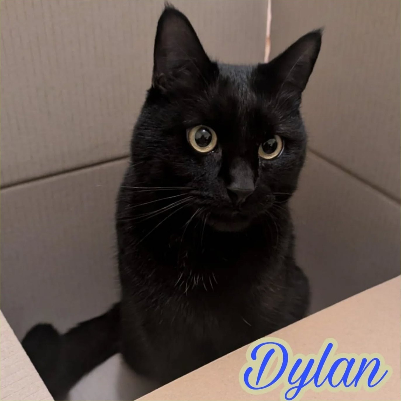 DYLAN