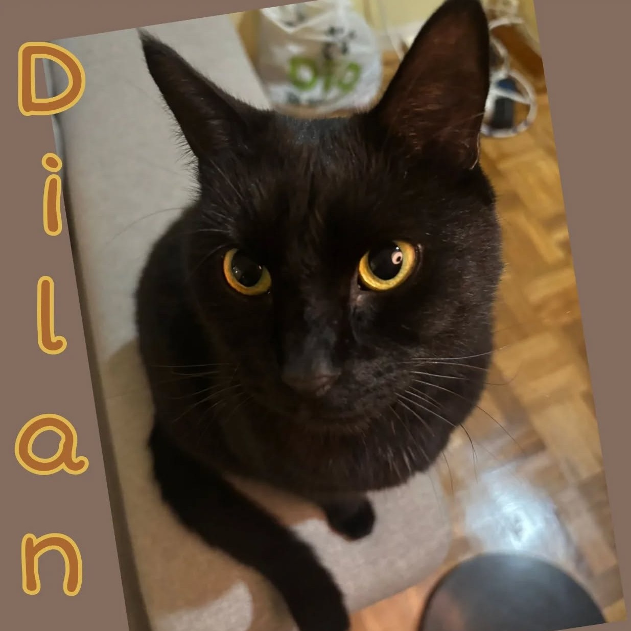 DYLAN