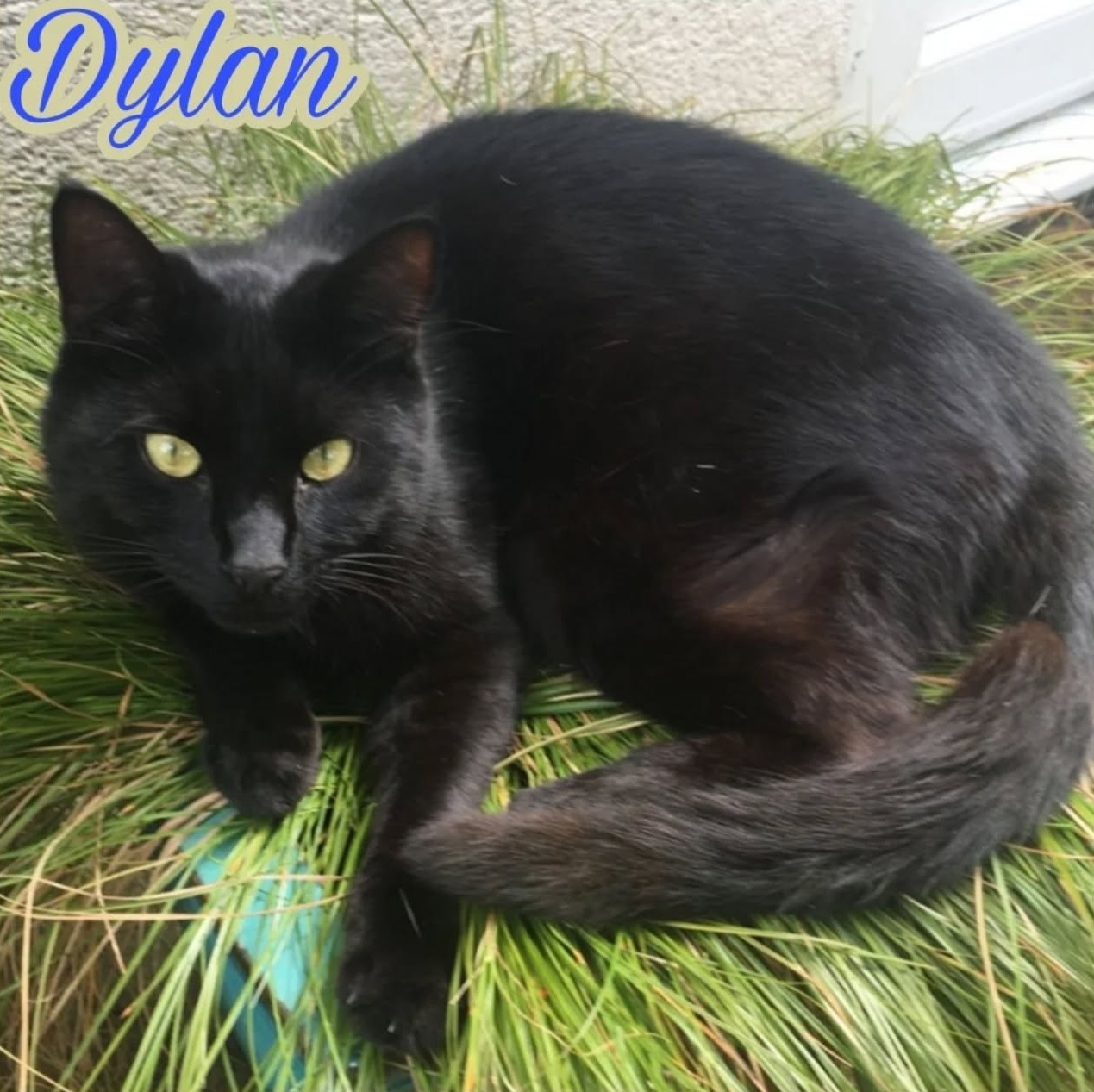 DYLAN